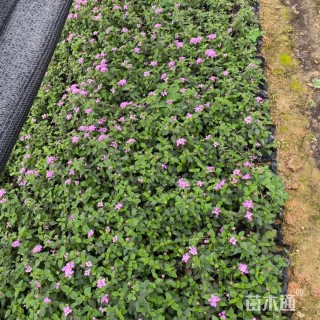 高度15厘米紫花马樱丹