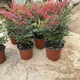 高度29厘米南天竹