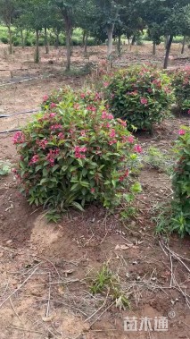 高度100厘米红王子锦带球