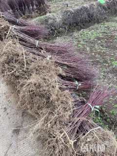 1公分日本红枫-红舞姬