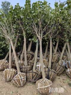 高度250厘米丁香