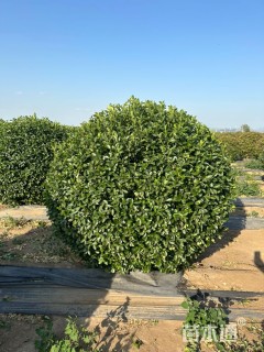 冠幅180厘米胶东卫矛球