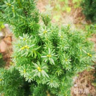 高度50厘米曼地亚红豆杉