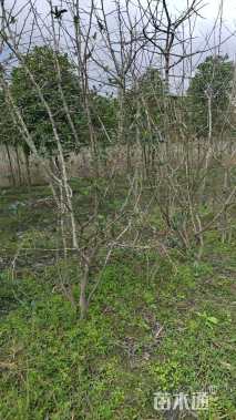 高度250厘米贴梗海棠