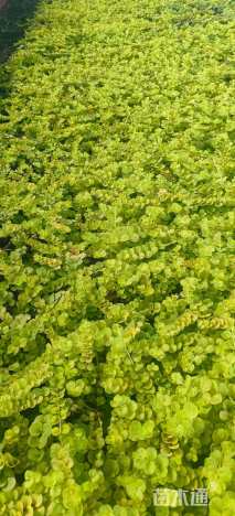 高度5厘米过路黄