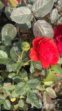 高度30厘米品种月季