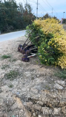 冠幅160厘米金叶榆球