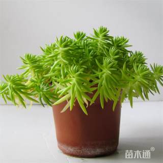 高度40厘米佛甲草