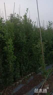 150厘米藤本月季