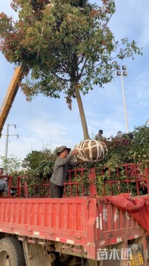 8公分高杆红叶石楠