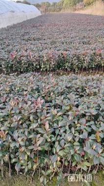 0.1公分红叶石楠