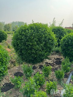 冠幅180厘米大叶黄杨球