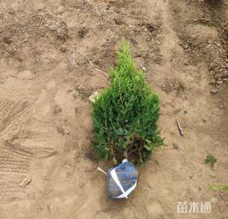 高度80厘米柏树