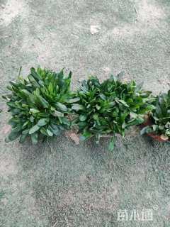 高度10厘米筋骨草