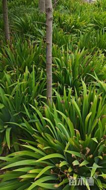 高度50厘米鸢尾