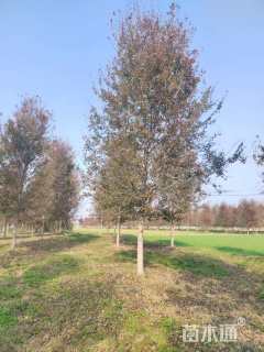 20公分美国红枫