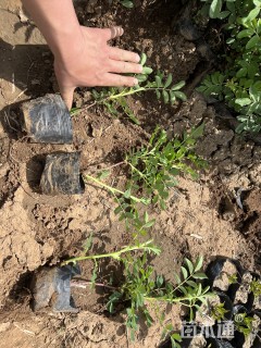 容器苗四季玫瑰