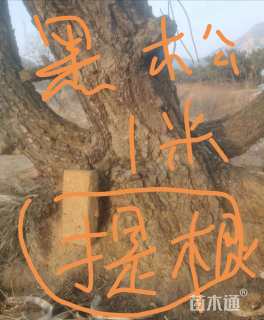 高度500厘米黑松