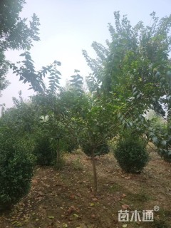 高度250厘米亮叶腊梅