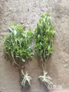 高度40厘米海桐