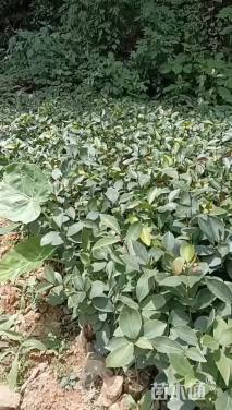 高度20厘米油茶小苗