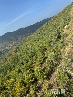 高度80厘米青海云杉