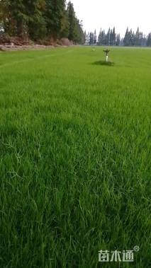 混播黑麦草