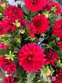 高度25厘米大丽花