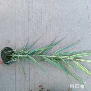 高度50厘米花叶芦竹