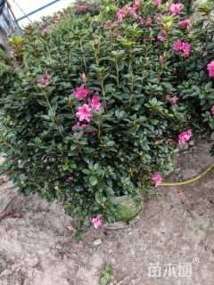 容器苗安酷杜鹃