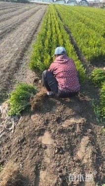 高度40厘米小叶黄杨