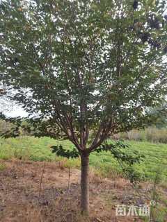 12公分日本晚樱