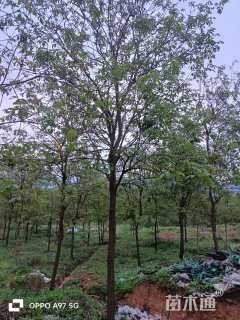 10公分黄花风铃木