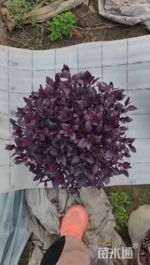 高度15厘米红莲子草