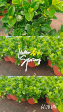 高度25厘米栀子花