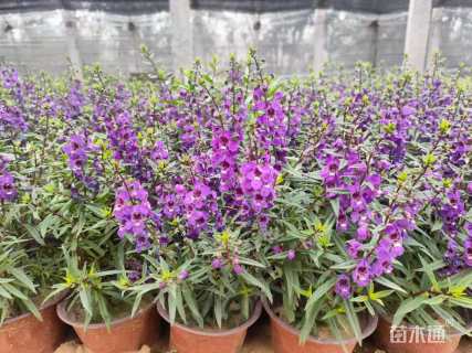 高度20厘米香彩雀