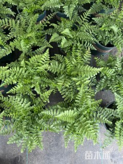 高度40厘米吉姆蕨