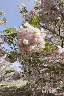 10公分八重红大岛