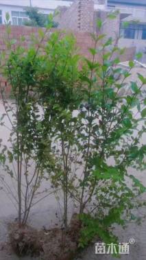 高度70厘米小叶女贞