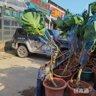 主蔓长80厘米龟背竹