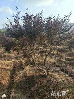 高度200厘米红花继木