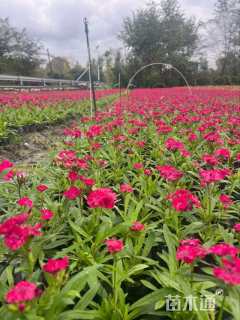 高度15厘米石竹