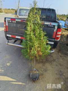 高度60厘米黑松