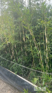 地栽苗慈孝竹