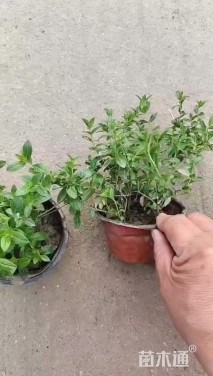 高度20厘米满天星