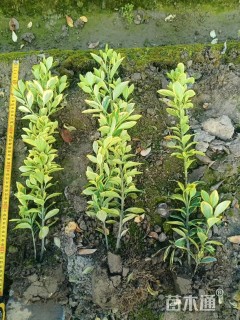 高度50厘米金边黄杨