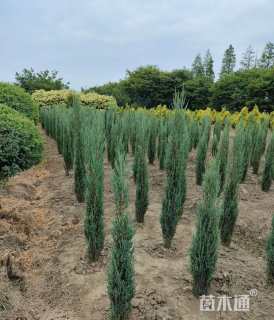 高度100厘米蓝剑柏