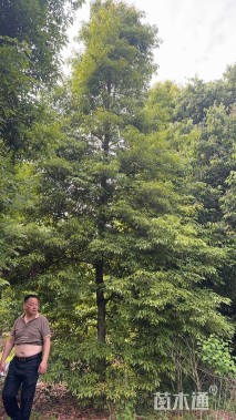 12公分金丝楠木