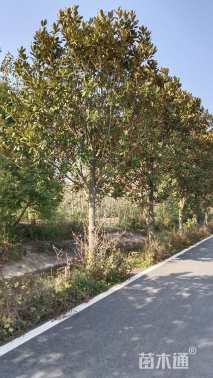 原生苗广玉兰