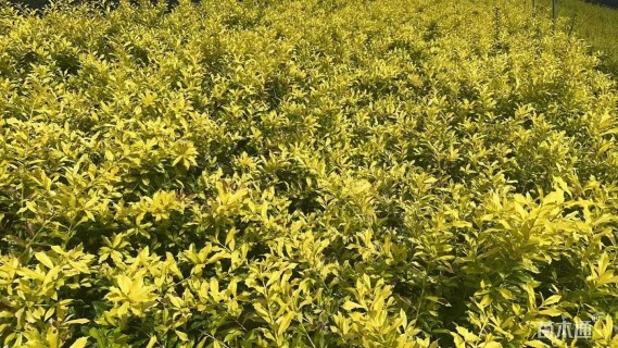 高度30厘米黄金枸骨